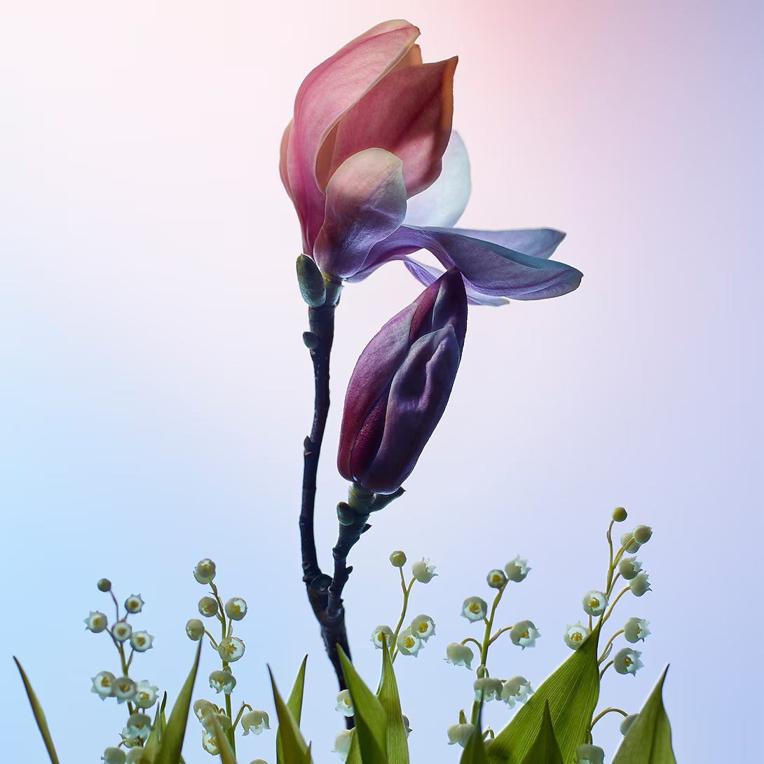 Louis Vuitton Apogee (Caja)